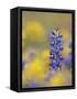 Texas Bluebonnet in Field of Wildflowers, Gonzales County, Texas-Rolf Nussbaumer-Framed Stretched Canvas