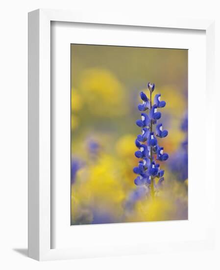 Texas Bluebonnet in Field of Wildflowers, Gonzales County, Texas-Rolf Nussbaumer-Framed Photographic Print