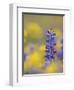 Texas Bluebonnet in Field of Wildflowers, Gonzales County, Texas-Rolf Nussbaumer-Framed Photographic Print