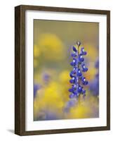 Texas Bluebonnet in Field of Wildflowers, Gonzales County, Texas-Rolf Nussbaumer-Framed Photographic Print