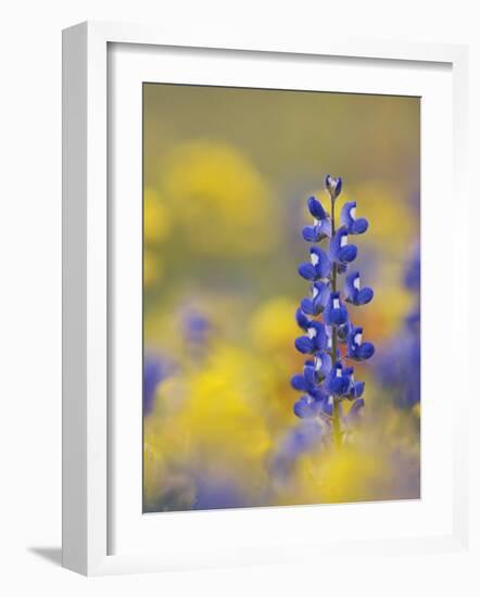 Texas Bluebonnet in Field of Wildflowers, Gonzales County, Texas-Rolf Nussbaumer-Framed Photographic Print