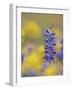 Texas Bluebonnet in Field of Wildflowers, Gonzales County, Texas-Rolf Nussbaumer-Framed Photographic Print