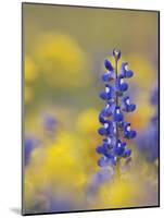 Texas Bluebonnet in Field of Wildflowers, Gonzales County, Texas-Rolf Nussbaumer-Mounted Photographic Print