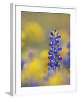 Texas Bluebonnet in Field of Wildflowers, Gonzales County, Texas-Rolf Nussbaumer-Framed Photographic Print