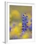 Texas Bluebonnet in Field of Wildflowers, Gonzales County, Texas-Rolf Nussbaumer-Framed Photographic Print