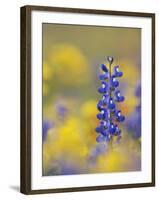 Texas Bluebonnet in Field of Wildflowers, Gonzales County, Texas-Rolf Nussbaumer-Framed Photographic Print