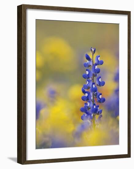 Texas Bluebonnet in Field of Wildflowers, Gonzales County, Texas-Rolf Nussbaumer-Framed Photographic Print