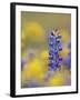 Texas Bluebonnet in Field of Wildflowers, Gonzales County, Texas-Rolf Nussbaumer-Framed Photographic Print