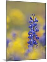 Texas Bluebonnet in Field of Wildflowers, Gonzales County, Texas-Rolf Nussbaumer-Mounted Photographic Print