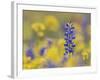 Texas Bluebonnet in Field of Wildflowers, Gonzales County, Texas-Rolf Nussbaumer-Framed Photographic Print