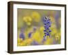 Texas Bluebonnet in Field of Wildflowers, Gonzales County, Texas-Rolf Nussbaumer-Framed Photographic Print