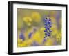 Texas Bluebonnet in Field of Wildflowers, Gonzales County, Texas-Rolf Nussbaumer-Framed Photographic Print