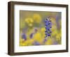 Texas Bluebonnet in Field of Wildflowers, Gonzales County, Texas-Rolf Nussbaumer-Framed Photographic Print