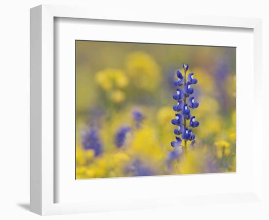 Texas Bluebonnet in Field of Wildflowers, Gonzales County, Texas-Rolf Nussbaumer-Framed Photographic Print