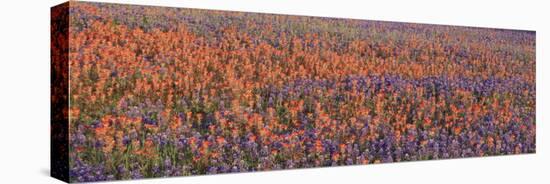 Texas Bluebonnets and Indian Paintbrushes in a Field, Texas, USA-null-Stretched Canvas