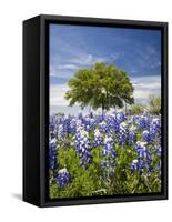 Texas Bluebonnets and Oak Tree, Texas, USA-Julie Eggers-Framed Stretched Canvas