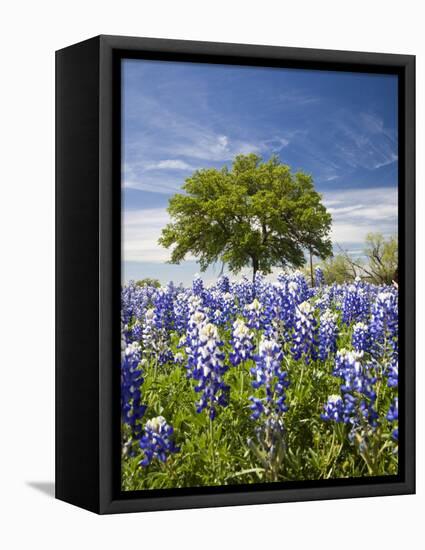 Texas Bluebonnets and Oak Tree, Texas, USA-Julie Eggers-Framed Stretched Canvas