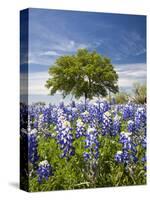 Texas Bluebonnets and Oak Tree, Texas, USA-Julie Eggers-Stretched Canvas