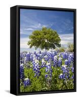 Texas Bluebonnets and Oak Tree, Texas, USA-Julie Eggers-Framed Stretched Canvas