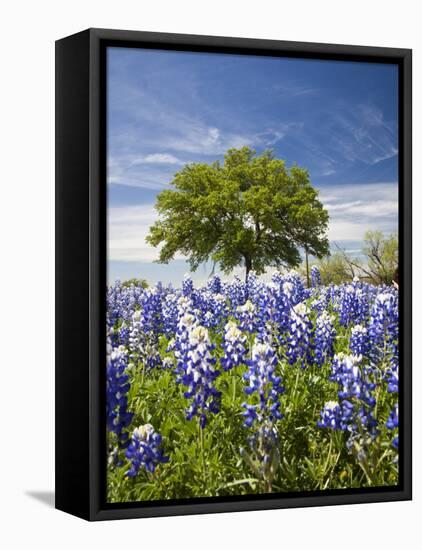 Texas Bluebonnets and Oak Tree, Texas, USA-Julie Eggers-Framed Stretched Canvas