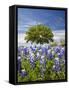 Texas Bluebonnets and Oak Tree, Texas, USA-Julie Eggers-Framed Stretched Canvas