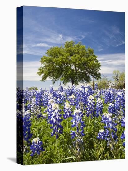 Texas Bluebonnets and Oak Tree, Texas, USA-Julie Eggers-Stretched Canvas