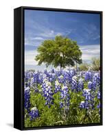 Texas Bluebonnets and Oak Tree, Texas, USA-Julie Eggers-Framed Stretched Canvas