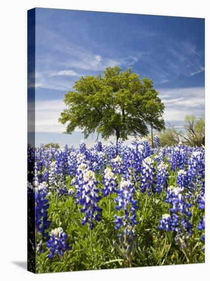 Texas Bluebonnets and Oak Tree, Texas, USA-Julie Eggers-Stretched Canvas