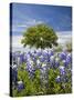 Texas Bluebonnets and Oak Tree, Texas, USA-Julie Eggers-Stretched Canvas