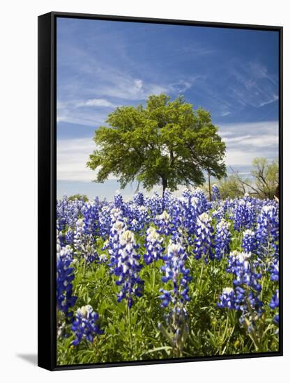 Texas Bluebonnets and Oak Tree, Texas, USA-Julie Eggers-Framed Stretched Canvas