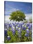 Texas Bluebonnets and Oak Tree, Texas, USA-Julie Eggers-Stretched Canvas