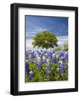 Texas Bluebonnets and Oak Tree, Texas, USA-Julie Eggers-Framed Premium Photographic Print