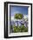 Texas Bluebonnets and Oak Tree, Texas, USA-Julie Eggers-Framed Premium Photographic Print