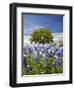 Texas Bluebonnets and Oak Tree, Texas, USA-Julie Eggers-Framed Premium Photographic Print