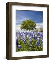 Texas Bluebonnets and Oak Tree, Texas, USA-Julie Eggers-Framed Photographic Print