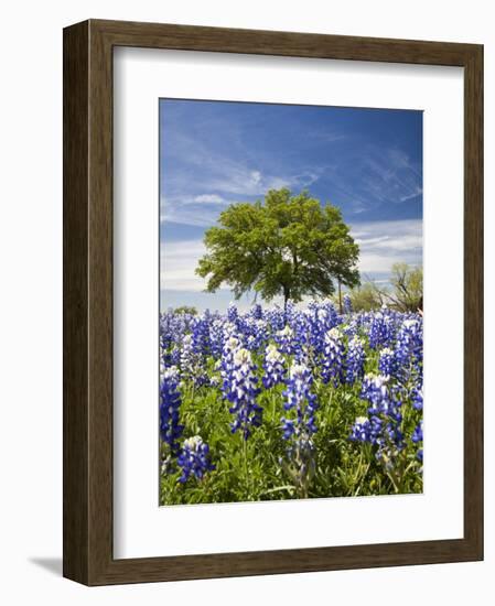 Texas Bluebonnets and Oak Tree, Texas, USA-Julie Eggers-Framed Photographic Print