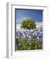 Texas Bluebonnets and Oak Tree, Texas, USA-Julie Eggers-Framed Photographic Print