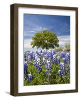 Texas Bluebonnets and Oak Tree, Texas, USA-Julie Eggers-Framed Photographic Print