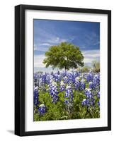 Texas Bluebonnets and Oak Tree, Texas, USA-Julie Eggers-Framed Photographic Print