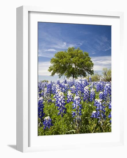 Texas Bluebonnets and Oak Tree, Texas, USA-Julie Eggers-Framed Photographic Print