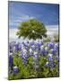 Texas Bluebonnets and Oak Tree, Texas, USA-Julie Eggers-Mounted Photographic Print