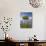 Texas Bluebonnets and Oak Tree, Texas, USA-Julie Eggers-Photographic Print displayed on a wall