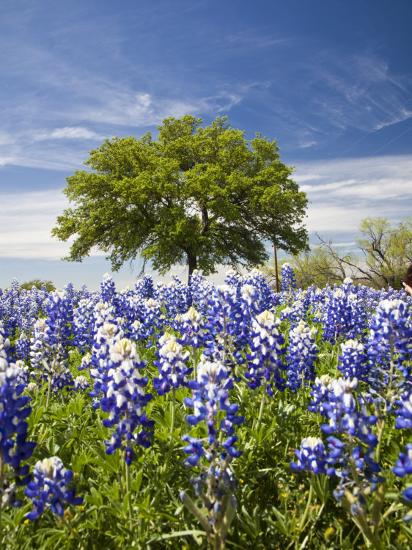 'Texas Bluebonnets and Oak Tree, Texas, USA' Photographic Print - Julie ...