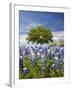 Texas Bluebonnets and Oak Tree, Texas, USA-Julie Eggers-Framed Photographic Print