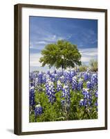 Texas Bluebonnets and Oak Tree, Texas, USA-Julie Eggers-Framed Photographic Print