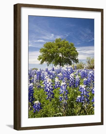 Texas Bluebonnets and Oak Tree, Texas, USA-Julie Eggers-Framed Photographic Print