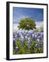 Texas Bluebonnets and Oak Tree, Texas, USA-Julie Eggers-Framed Photographic Print