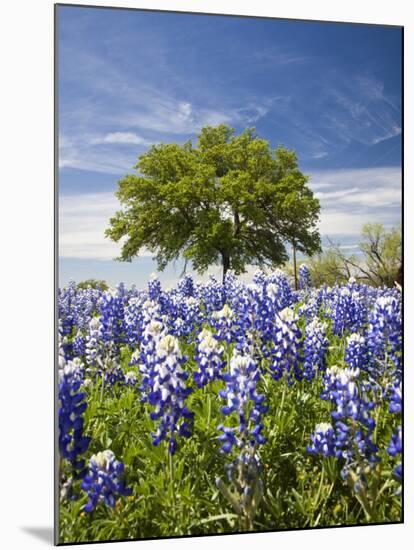 Texas Bluebonnets and Oak Tree, Texas, USA-Julie Eggers-Mounted Photographic Print