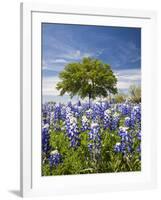 Texas Bluebonnets and Oak Tree, Texas, USA-Julie Eggers-Framed Photographic Print