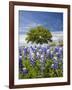 Texas Bluebonnets and Oak Tree, Texas, USA-Julie Eggers-Framed Photographic Print